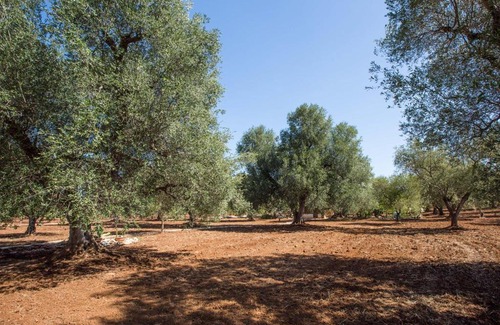 Latiano House | Il Trullo dell'Ulivo Bianco