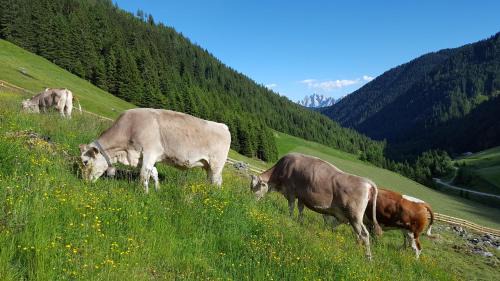 Valle di Casies Ski Chalet | Gallfallalm