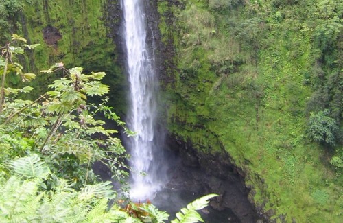 Fern Forest House | Ixchel Hawaii