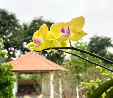 Vinh Yen House | J'adore Garden House Vinh Yen