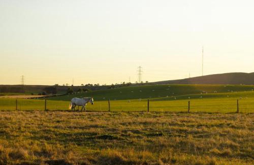 Murthill Other | Keene - Bell Tent