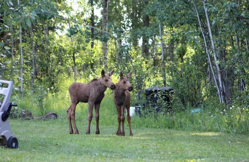 Soldotna Apartment | Kenai River Sanctuary