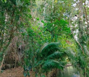 Khlong Sok Hotel | Khao Sok Saengtawan Resort And Camp