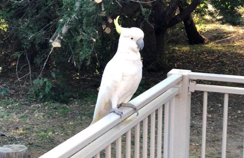 Halls Gap House | Kookaburra Retreat