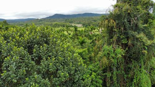 Mudigere Apartment | KV Guest House