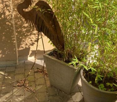 Bouillon House | L'aire des oiseaux