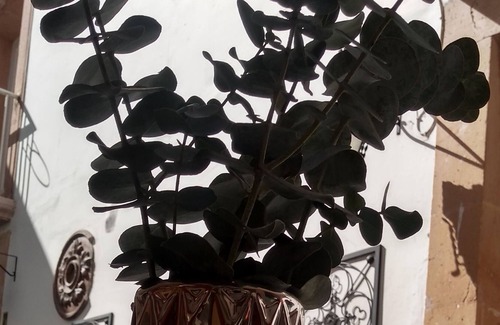 Lagos de Moreno Hotel | La Aurora Hotelboutique