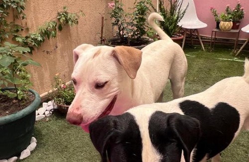 Juarez Municipality House | La casa de Bruno hotel canino