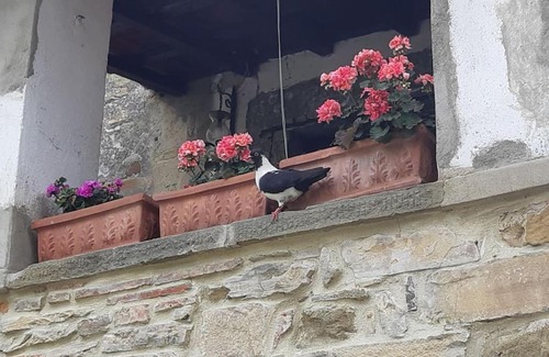 Castelfranco di Sopra Apartment | La casa di Nina