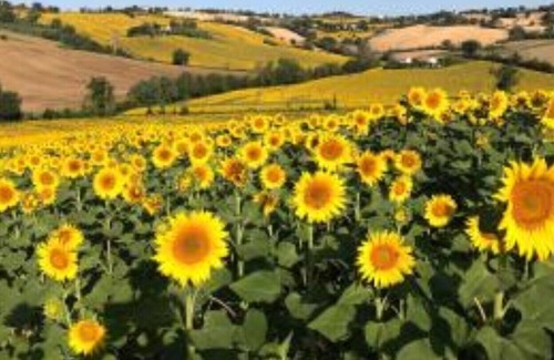 Bettolelle Villa | la Mimosa cottage 2 bdr max 8pax @ Casale VillaSofia Senigallia