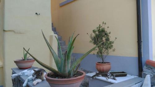 Fezzano House | La Stanzetta Viola