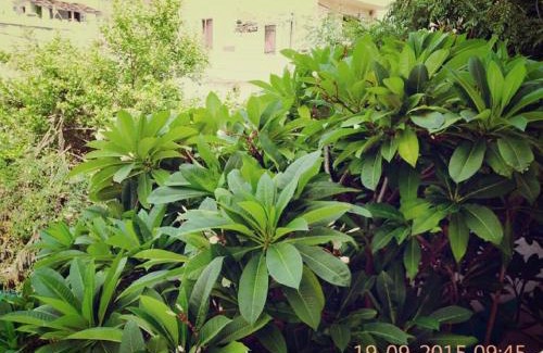 Udaipur House | Lassi Guest House