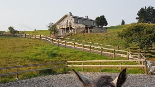 Waipu Apartment | Laughing Horse Lodge - Animal friendly in Waipu