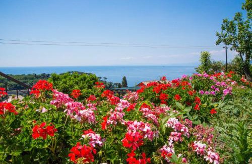 Camogli Bed & Breakfast | Le Clementine B&B
