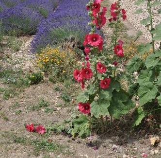 Revest-du-Bion House | Le Petit Labouret