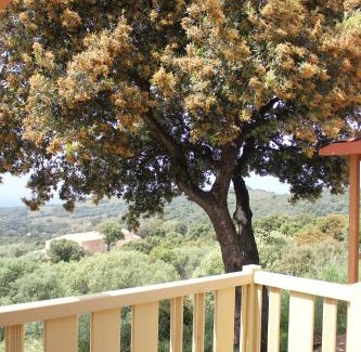 Cargese Ski Chalet | Les Hauts de Torraccia
