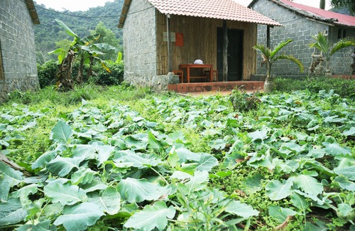 Cat Hai Hotel | Long Phuong Homestay