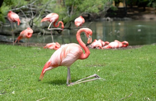 Brookfield House | Lots of Fun Awaiting at Milwaukee County Zoo! Pets Allowed, Indoor Swimming Pool