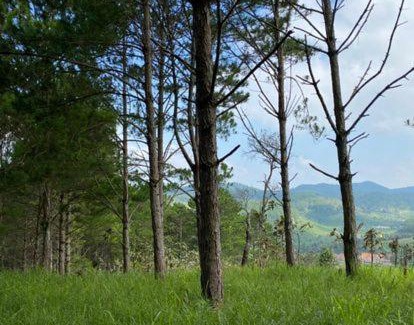 Duc Trong House | Love Pine Forest Campsite