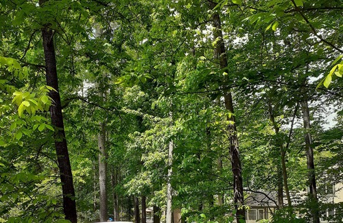 Tucker House | Lower level luxury & forest view. Near 285 perimeter & 78.