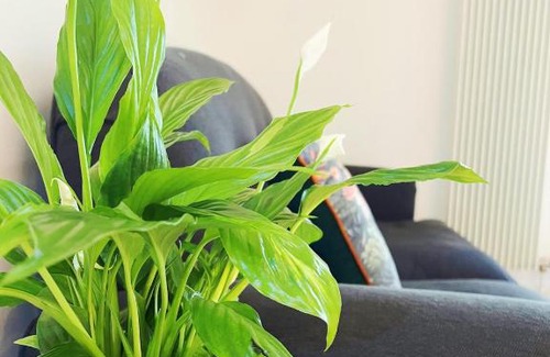 Old Town Apartment | Luxury Apartment at Edinburgh