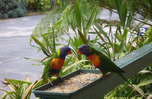 Mallacoota Resort | Mallacoota's Shady Gully Caravan Park