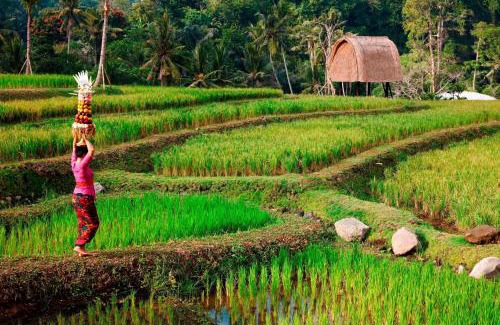 Kedewatan Resort | Mandapa, a Ritz-Carlton Reserve