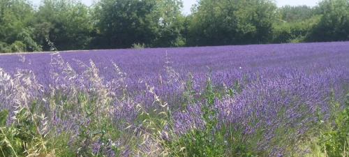 Le Thor House | Mas en Provence