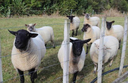Upper Hutt House | Maymorn Orchard Suites