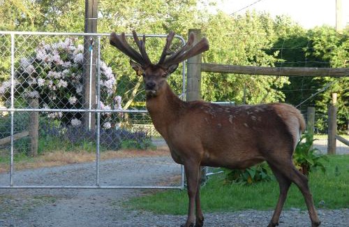 Invercargill Bed & Breakfast | McIvor Lodge