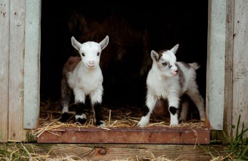 West Compton House | Milkmaids Cottage - Rudge Farm Cottages
