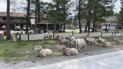 East Kootenay Hotel | Motel Bavaria