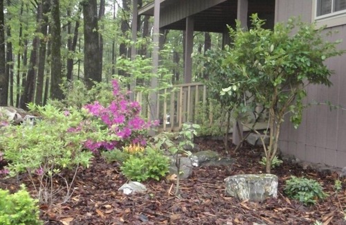 Mount Ida Cottage | Mountain Harbor Forest View Lodge cottage by RedAwning
