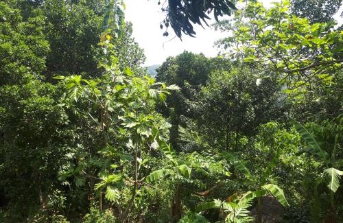 Kotadeniyawa Apartment | Mountain view home stay