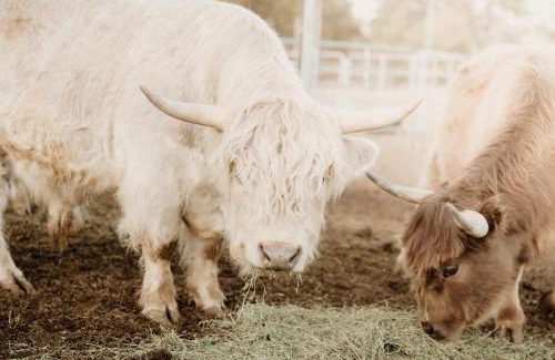 McIntosh Other | Mountain Views & Family Glamping Retreat