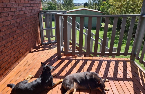 Moss Vale House | Must Love Dogs! Time to Paws in Moss Vale.