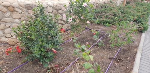 Neve Zohar House | Naama rooms for rent