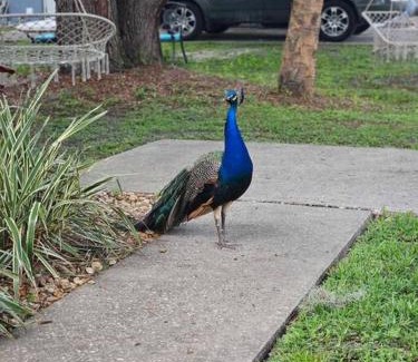 Homosassa House | Nature Coast Getaway #2 - Comfy 2 Bedroom