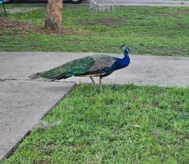 Homosassa House | Nature Coast Getaway #2 - Comfy 2 Bedroom