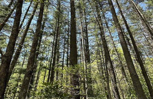 Mountain City Apartment | New I Mountain Cabin beside a Fresh Water Spring Creek I 5 min to Doe Mountain Rec Area