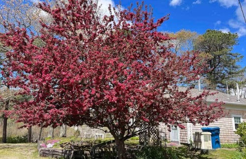 East Falmouth Cottage | NEW! Nature's Nook Peaceful Cottage Close to All