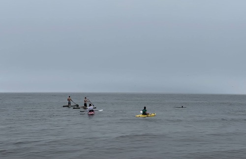 Alligator Point House | **ON THE GULF** Watch DOLPHINS PLAY!**Perfect GULF FRONT Family Retreat