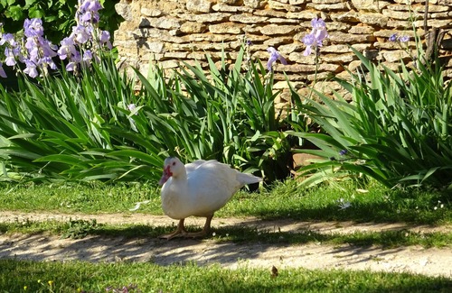 Saint-Genies House | Périgourdine Holiday Home - 2 Bedrooms