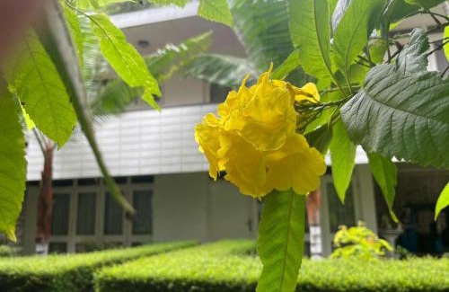 Bandarawela Bed & Breakfast | Palm Grove Bandarawela