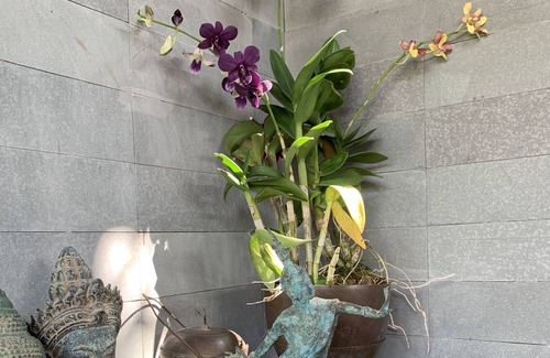 Siem Reap Villa | PeaceTree Homes