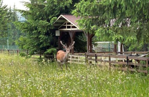 Ortoaia House | Pensiunea Teodora