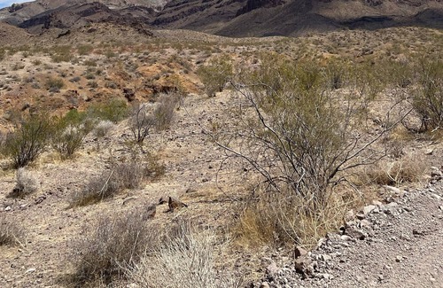 Fort Mohave House | Perfect Place for Snowboards