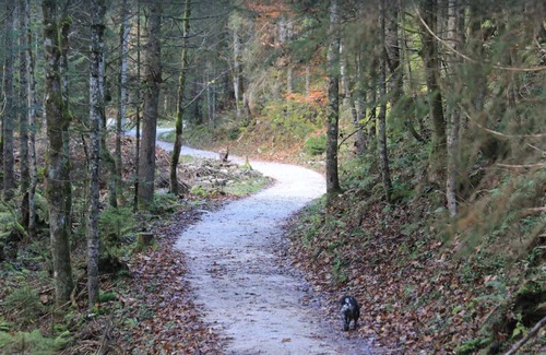 Russbach am Pass Gschuett Apartment | Pet-Friendly Apartment ‘Sonniges Appartement in Rußbach’ with Mountain View