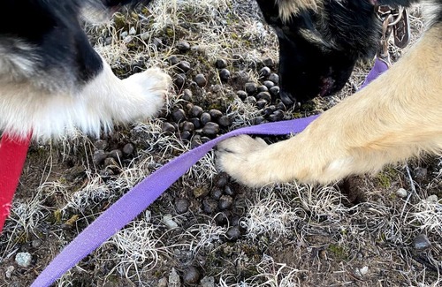 Quemado RV Rental | Pet-friendly camping in the mountainsnn