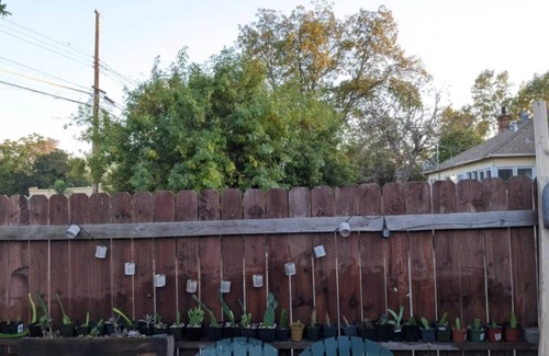 Southeastern Sacramento Apartment | Pet-Friendly Garden Oasis